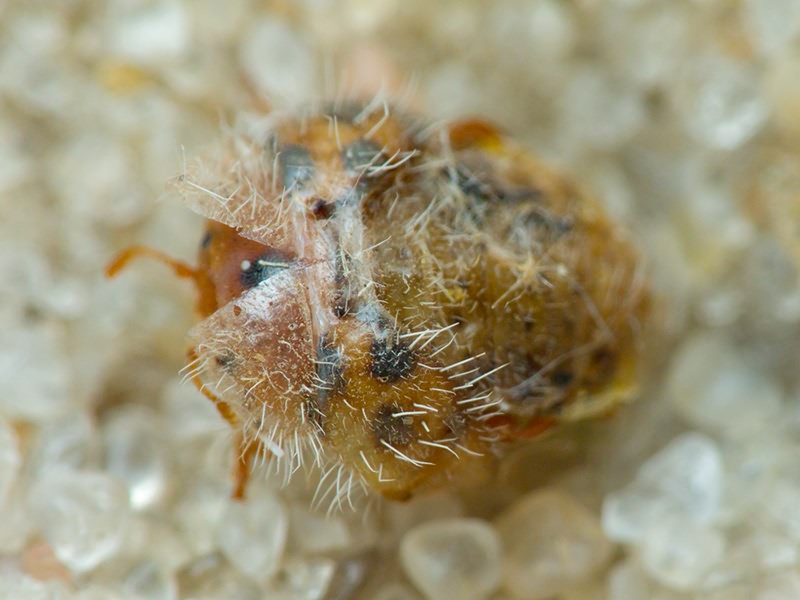 Subcoccinella vigintiquatuorpunctata (Linnaeus, 1758)